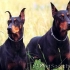 Nego hraniti doberman?